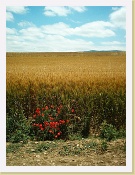 Im000055 * 864 x 1152 * (315KB)