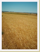 Im000064 * 864 x 1152 * (311KB)