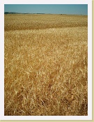 Im000065 * 864 x 1152 * (411KB)