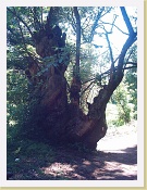 Im000127 * 864 x 1152 * (346KB)