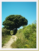 Im000128 * 864 x 1152 * (341KB)