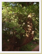 Dscf3101 * 960 x 1280 * (368KB)