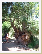 Dscf3106 * 960 x 1280 * (376KB)